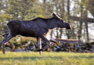 Een eland rent over gras bij een 6-persoons vakantiehuis in Kopparberg, Zweden, omringd door bos.