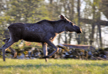 Een eland loopt door het gras bij een vakantiehuis voor 6 personen in Kopparberg, Zweden, bij het bos.