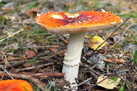 Amanite tue-mouches sur le sol forestier près d'une maison de vacances 6 personnes à Kopparberg, Suède