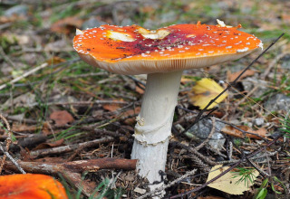 Rød fluesvamp på skovbund nær 6 personers feriebolig i Kopparberg, Sverige, omgivet af grene og nåle