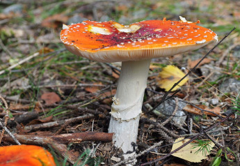 Amanite tue-mouches sur le sol forestier près d'une maison de vacances 6 personnes à Kopparberg, Suède