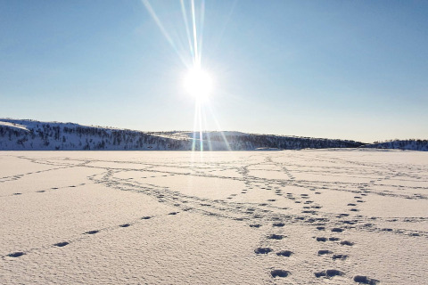 Besneeuwd landschap met voetafdrukken, felle zon en heuvels bij een chalet in Jarfjord, Zweden.