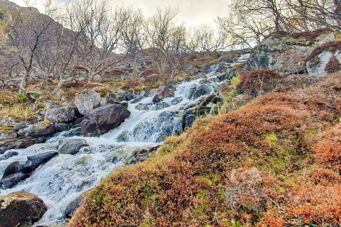 Stromend beekje over rotsen en mos nabij een vakantiechalet in Jarfjord, Zweden, met kale bomen.