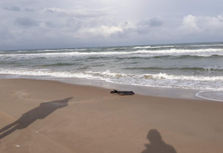 A seal rests on the beach near the '7 person holiday home in Hjørring', Denmark, with ocean waves behind.