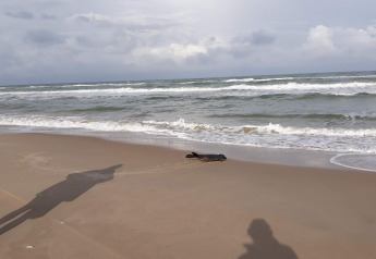 A seal rests on the beach near the '7 person holiday home in Hjørring', Denmark, with ocean waves behind.