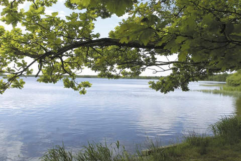 Vue sur un lac paisible avec des arbres verts et des branches, prise depuis la maison de vacances 8 personnes à Ansager, Danemark.