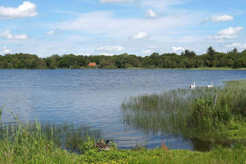 Uitzicht op meer met riet, eenden en zwanen bij 8-persoons vakantiehuis in Ansager, Denemarken.