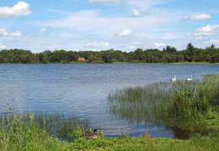 Uitzicht op meer met riet, eenden en zwanen bij 8-persoons vakantiehuis in Ansager, Denemarken.