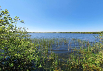 Vue sur un lac entouré de roseaux et d’arbres, près du gîte 8 personnes à Ansager, Danemark.