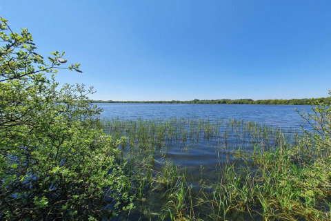 Uitzicht op het meer met riet en bomen aan 8-persoons vakantiehuis in Ansager, Denemarken.