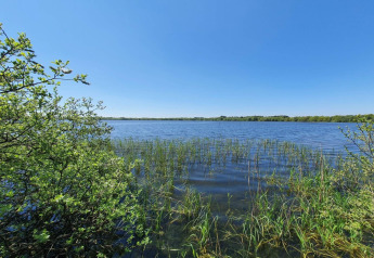 View of a lake with reeds and trees beneath blue sky at 8 person holiday home in Ansager, Denmark.