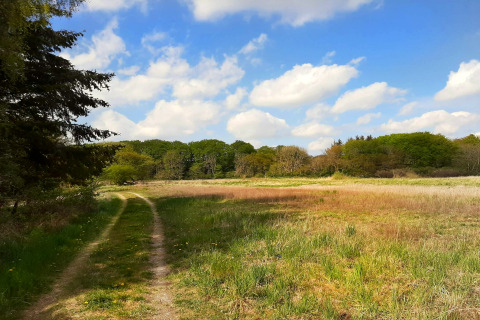 Chemin à travers prairie et arbres sous un ciel bleu dans une maison de vacances à Ebeltoft, Danemark.