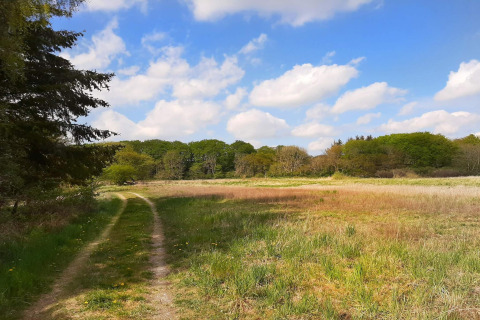 Sentiero tra prato e alberi sotto un cielo azzurro presso una casa vacanza a Ebeltoft, Danimarca.