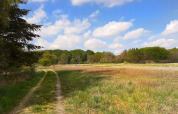 Ein Pfad durch Wiese und Wald unter blauem Himmel nahe einem Ferienhaus in Ebeltoft, Dänemark.