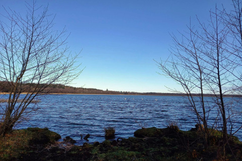 Vue paisible sur un lac à Ebeltoft, Danemark, avec arbres nus, ciel bleu et cygnes au loin.