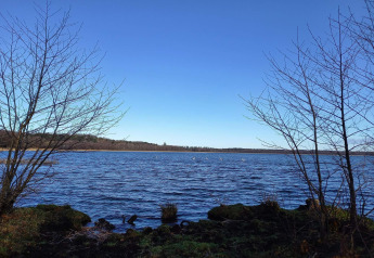 Uitzicht op een rustig meer bij Ebeltoft, Denemarken met kale bomen en zwanen in de verte.