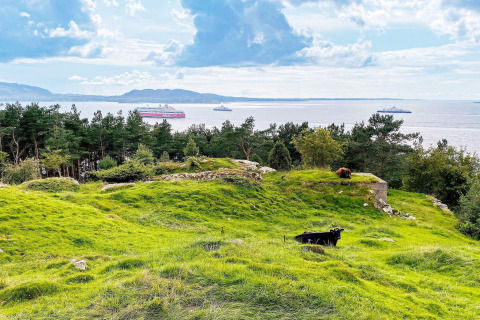 Collina verde con mucche, alberi e vista sul mare con traghetti, da una casa vacanze a Reksteren, Danimarca.