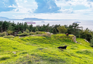 Collina verde con mucche, alberi e vista sul mare con traghetti, da una casa vacanze a Reksteren, Danimarca.