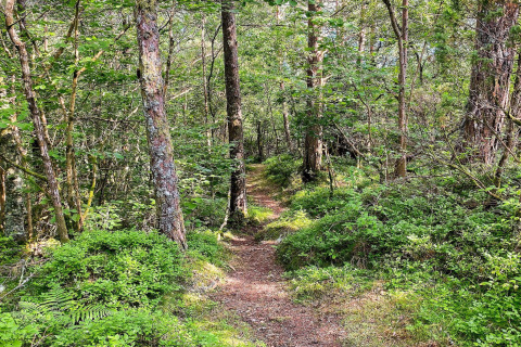 Sentiero nel bosco immerso nel verde vicino alla casa vacanze per 4 persone a Reksteren, Danimarca.