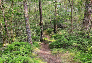 Waldweg mit üppigem Grün in der Nähe der 4-Personen-Ferienwohnung in Reksteren, Dänemark.