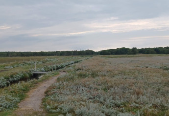 Pad en kleine brug in de natuur nabij Hadsund, Denemarken, met weilanden en bos op de achtergrond.