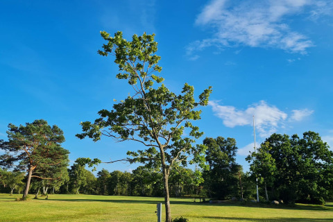Landschaft nahe der „10-Personen-Ferienwohnung in Hadsund“, Dänemark, mit einem einzelnen Baum im Sonnenlicht.