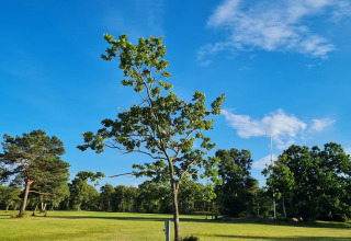 Paysage ensoleillé près du gîte pour 10 personnes à Hadsund, Danemark, avec un arbre solitaire au centre.
