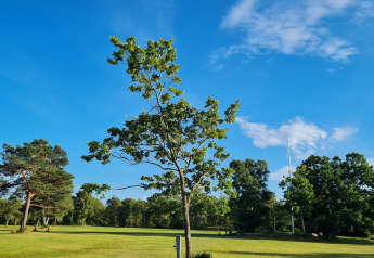 Zonnig landschap bij het 10-persoons vakantiehuis in Hadsund, Denemarken, met een losse boom in het midden.