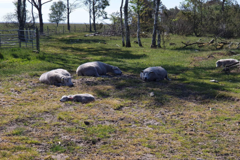 Schapen en lammeren rusten in de zon op een grasveld bij bomen bij een 10-persoons vakantiewoning in Hadsund, Denemarken.