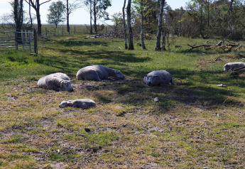 Schapen en lammeren rusten in de zon op een grasveld bij bomen bij een 10-persoons vakantiewoning in Hadsund, Denemarken.