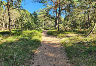 Camino soleado en el bosque cerca de la casa de vacaciones para 10 personas en Hadsund, Dinamarca.