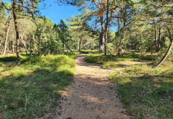 Sentier ensoleillé dans la forêt près de la maison de vacances 10 personnes à Hadsund, Danemark.