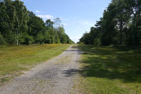 Kiesweg durch grüne Wiesen und Bäume bei sonnigem Wetter nahe 10-Personen-Ferienhaus in Hadsund, Dänemark.