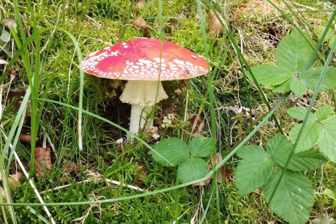 Sombrero de seta roja con motas blancas, junto a la cabaña 'casa de vacaciones para 10 personas en Hadsund', Dinamarca.