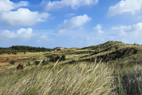 Landschaft in der Nähe eines 8-Personen-Ferienhauses in Ålbæk, Dänemark, mit Dünen und Wiesen.