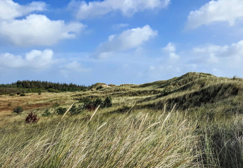 Uitzicht bij 8-persoons vakantiehuis in Ålbæk, Denemarken, met grasduinen en blauwe lucht.