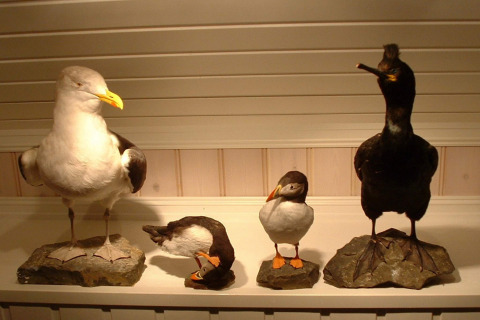 Taxidermy birds including a gull, puffin, and cormorant displayed on a shelf inside a Danish houseboat.