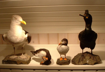 Taxidermy birds including a gull, puffin, and cormorant displayed on a shelf inside a Danish houseboat.