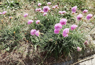 Lyserøde blomster i græsset ved feriehus til 8 personer i Ulfborg, Danmark, på en solrig dag.
