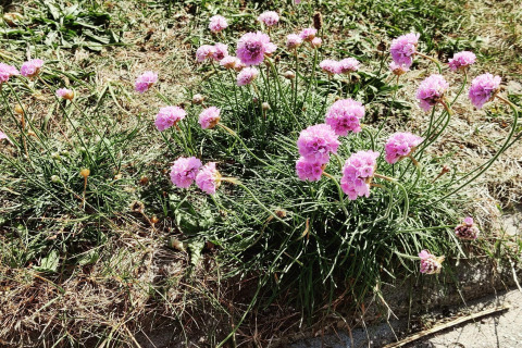 Rosa Blüten im Gras vor einem Ferienhaus für 8 Personen in Ulfborg, Dänemark, an einem sonnigen Tag.