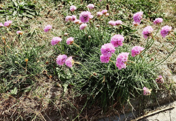 Fiori rosa sull’erba accanto a una casa vacanze per 8 persone a Ulfborg, Danimarca, in una giornata di sole.