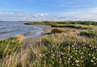 Naturskønt kystlandskab ved Ulfborg, Danmark, tæt på vandkanten med kløver og marehalm.