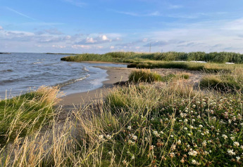 Paysage côtier à Ulfborg, Danemark, montrant plage, herbes hautes et trèfles près du rivage paisible.