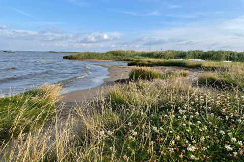 Naturskønt kystlandskab ved Ulfborg, Danmark, tæt på vandkanten med kløver og marehalm.