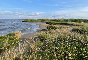 Paysage côtier à Ulfborg, Danemark, montrant plage, herbes hautes et trèfles près du rivage paisible.