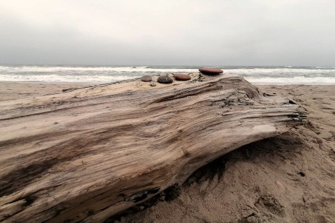 Drivvedsstamme med sten på en sandstrand ved havet, taget nær et sommerhus i Ulfborg, Danmark.