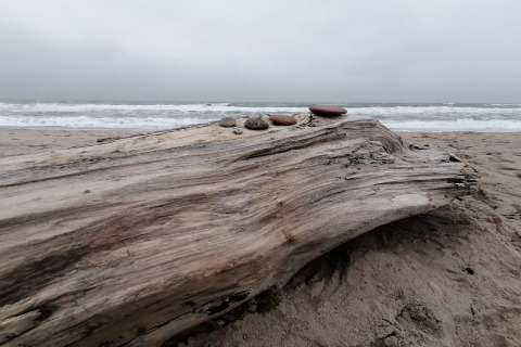 Gestrandde boomstam met stenen op het zandstrand aan de zee, nabij vakantiehuis in Ulfborg, Denemarken.