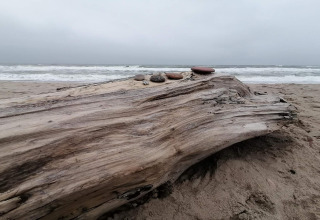 Tronc d’arbre flotté avec pierres sur plage sablonneuse près de la mer à Ulfborg, Danemark.