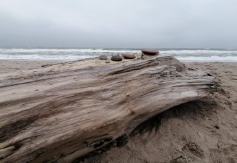 Tronco d'albero levigato con pietre su spiaggia sabbiosa vicino al mare a Ulfborg, Danimarca.