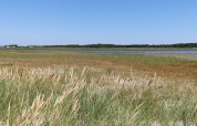 Blick auf Feuchtwiese mit hohem Gras und Wasser bei der 6-Personen-Ferienwohnung in Hadsund, Dänemark.